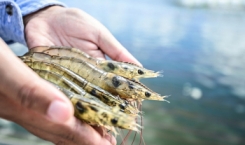 Quy định yêu cầu kỹ thuật kiểm nghiệm thực phẩm thủy sản